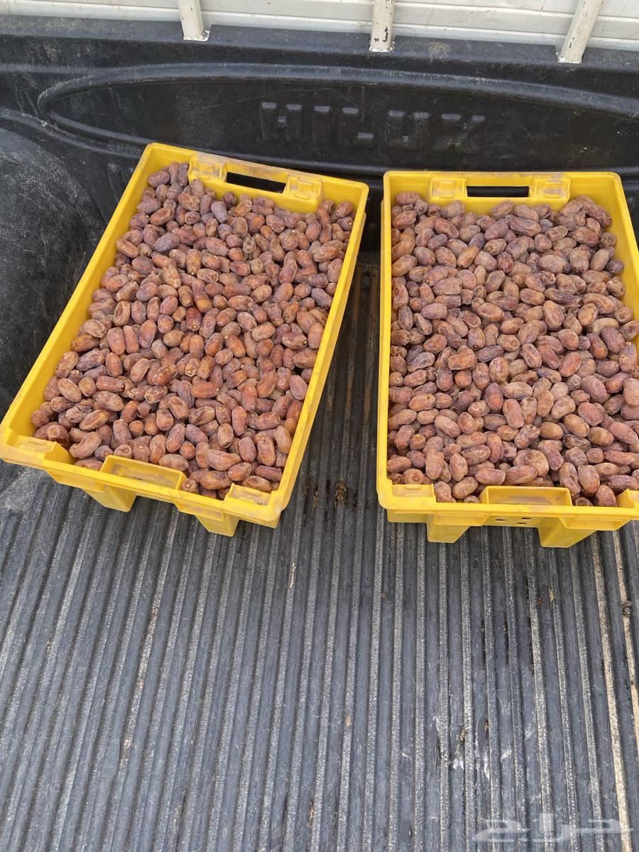 تمر خلاص اخلاص للبيع بسعر 65 للصندوق64618476767618111