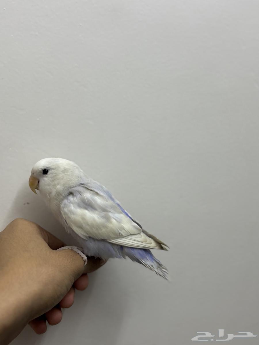 روز اليف تم البيع64665913739523112