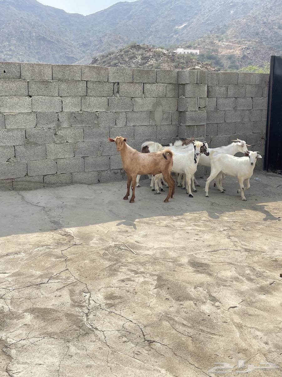 Goats for sale, quantity 664545913355523110