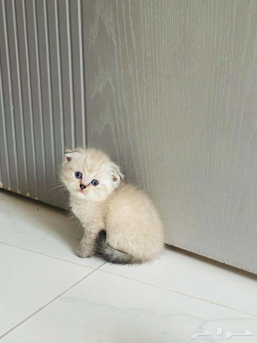 Scottish Fold Double Fold and Himalayan64664801327233112