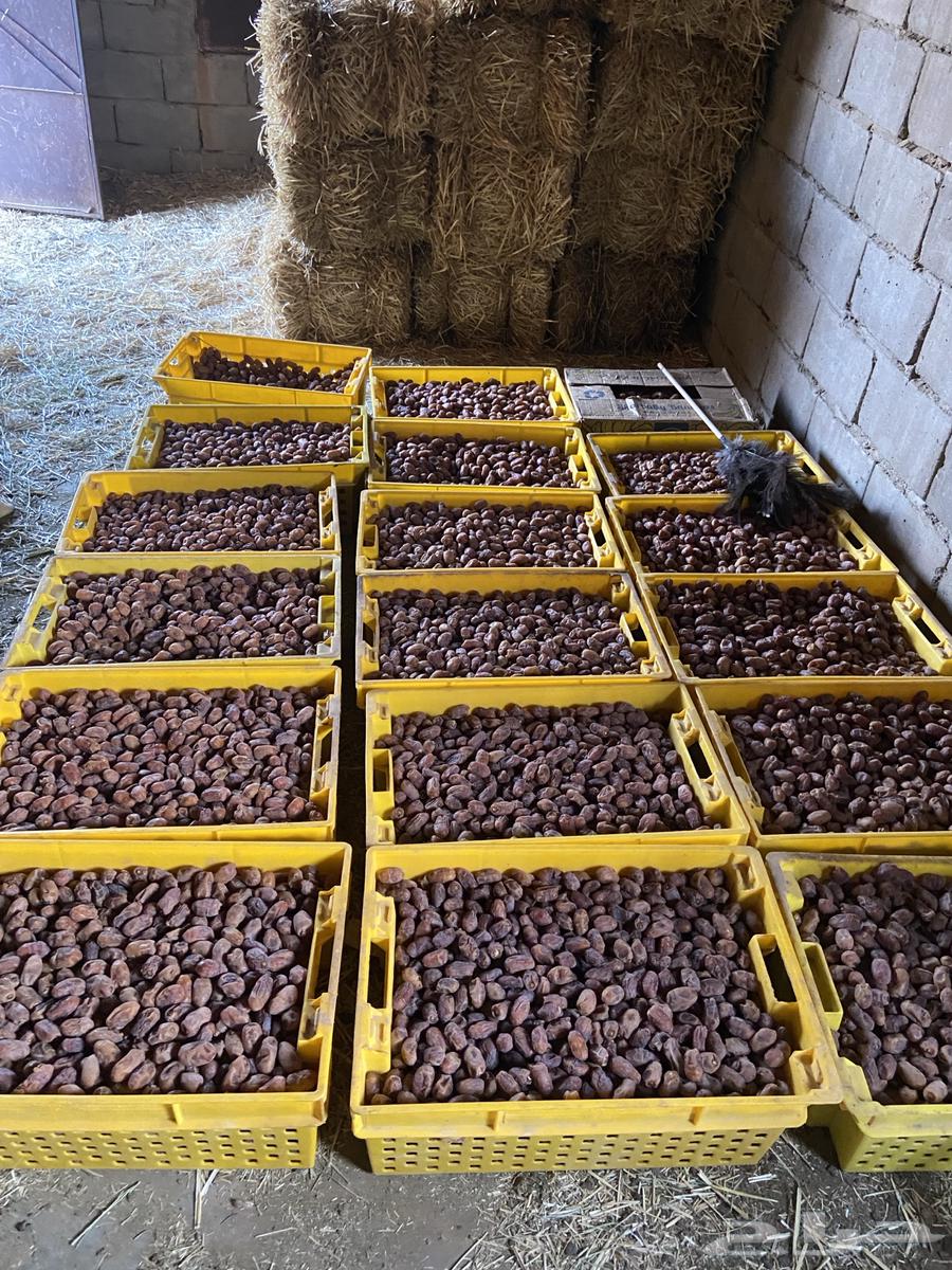 تمر خلاص اخلاص للبيع بسعر 65 للصندوق64618476767618113