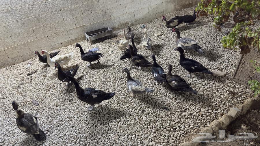 بط موسكوفي64656727377667110