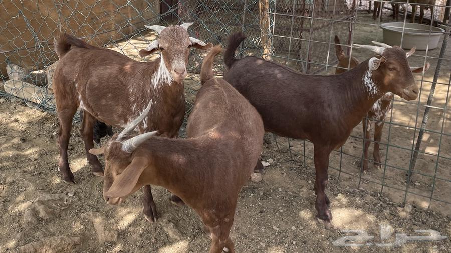 تيوس فاخره 3 مخاصي للبيع الي له شف تواصل64666204428162114