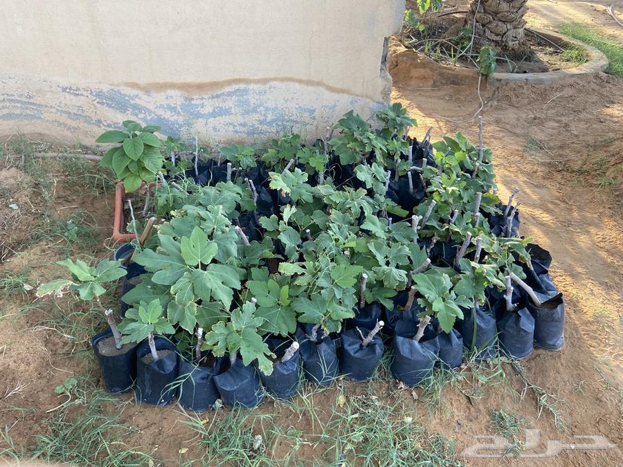 Fig Saplings64662471162755110
