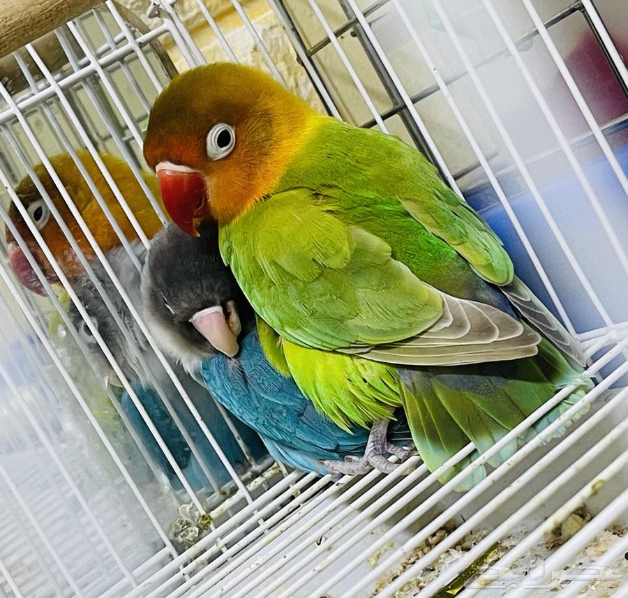 鹦鹉一对64661725282177113