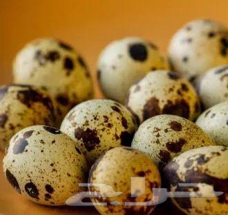 بيض سمان64665181035394110