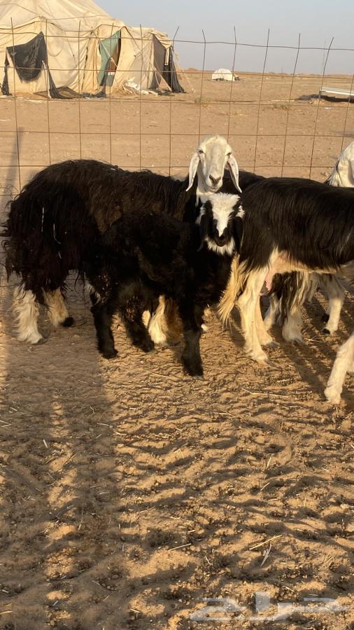 Najd Lambs (((Sold)))64613043514498112