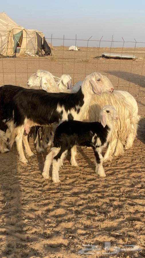 Najd Lambs (((Sold)))64613043514498110