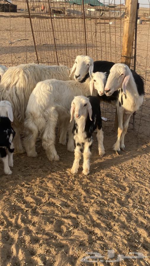 Najd Lambs (((Sold)))64613043514498111