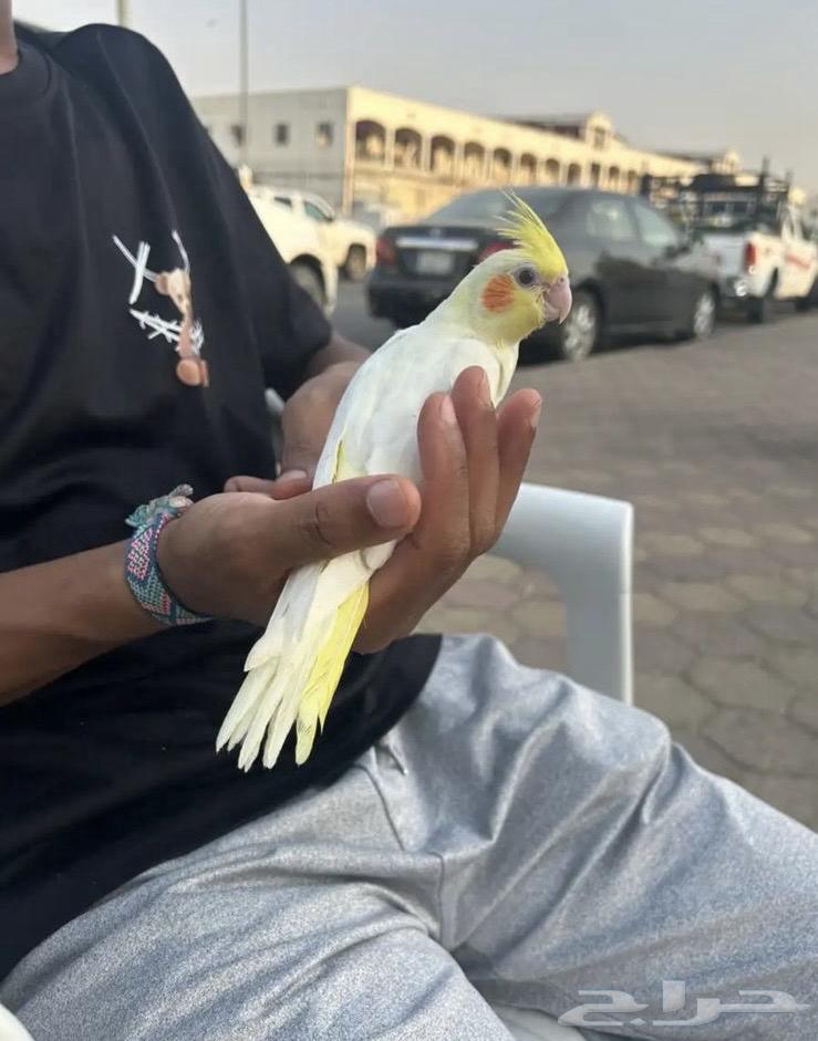 كروان لاتينو كوكتيل عيون ح مر نهاية غر64485078968578111