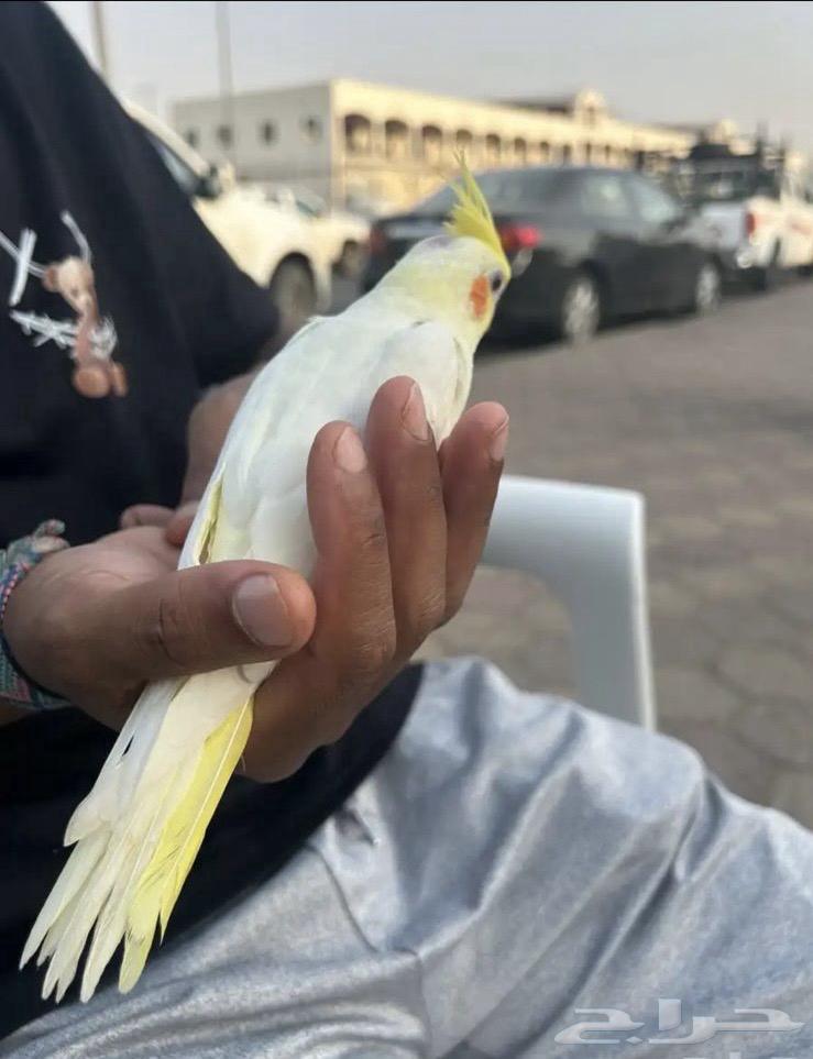 كروان لاتينو كوكتيل عيون ح مر نهاية غر64485078968578110