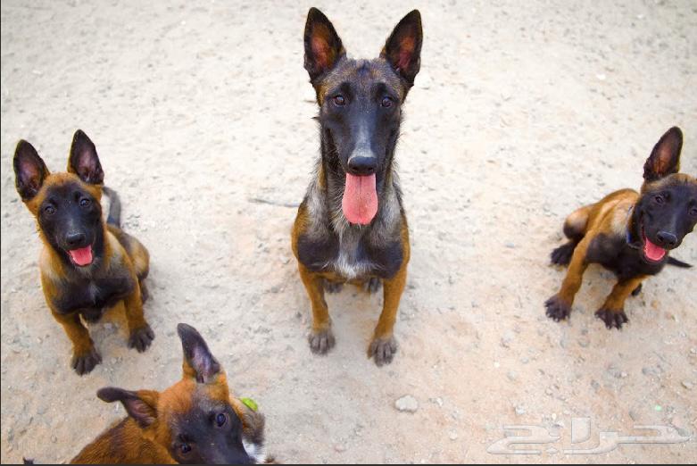 جراء مالينو للبيع64661187609859111