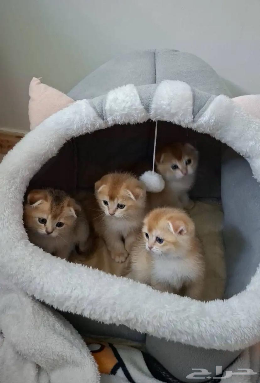 Kitten Scottish Fold Gold, Installment Payment Available, Tabby64656743733251110