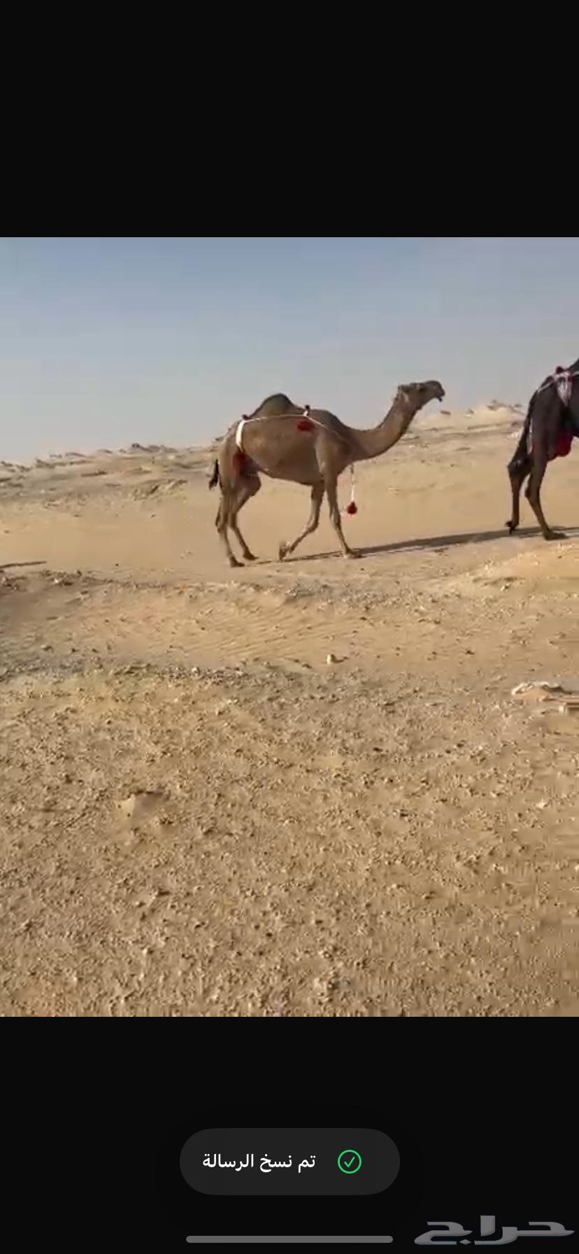 Draib64661326970755113