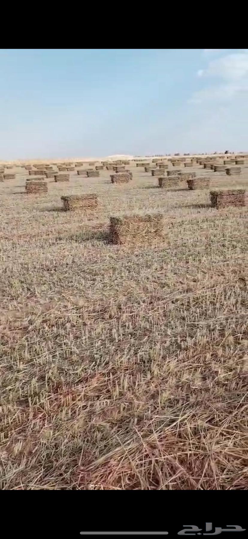 ذره جيزانيه ناعمه ورق قصب64663525033219111