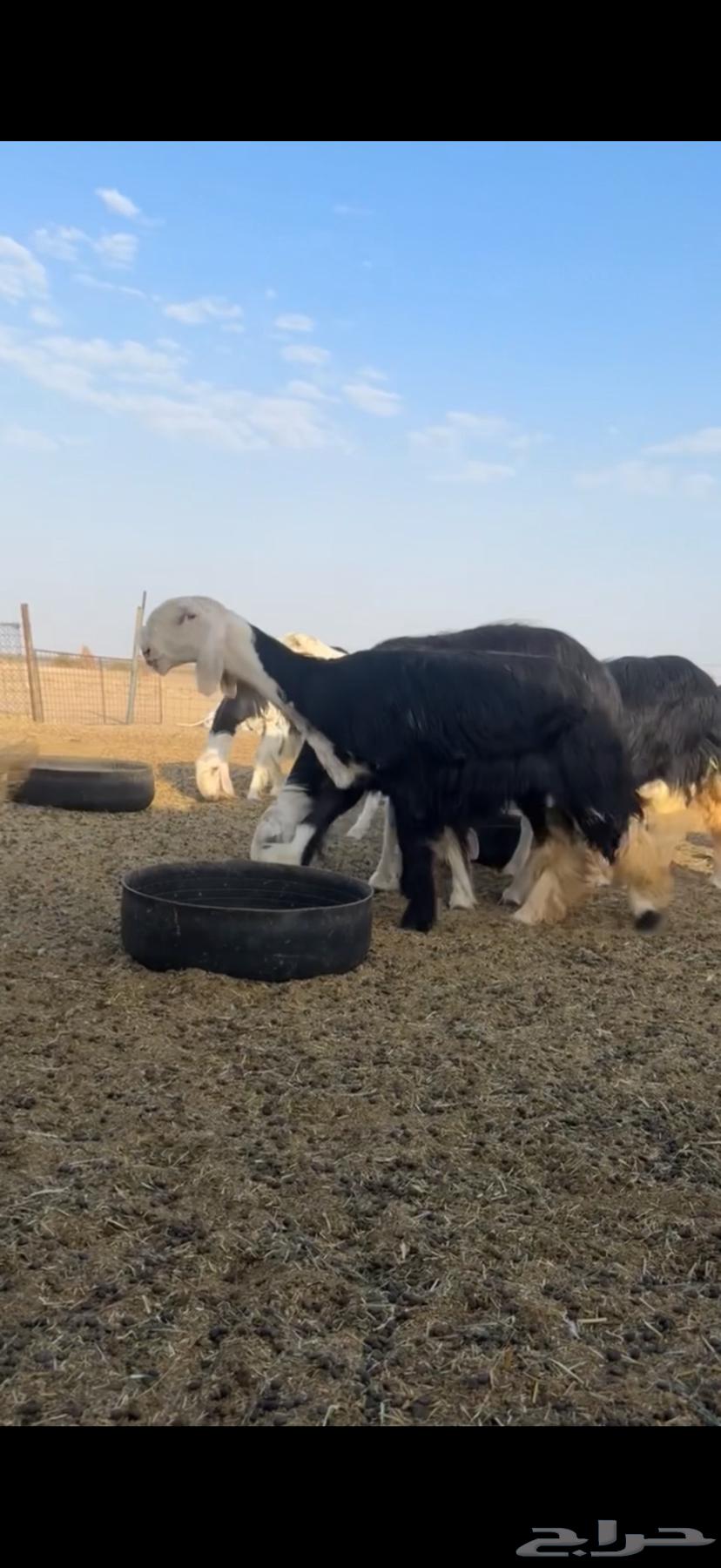 للبيع النجد العدد 20 تحتها 4 والباقي دفيع64658646961922114