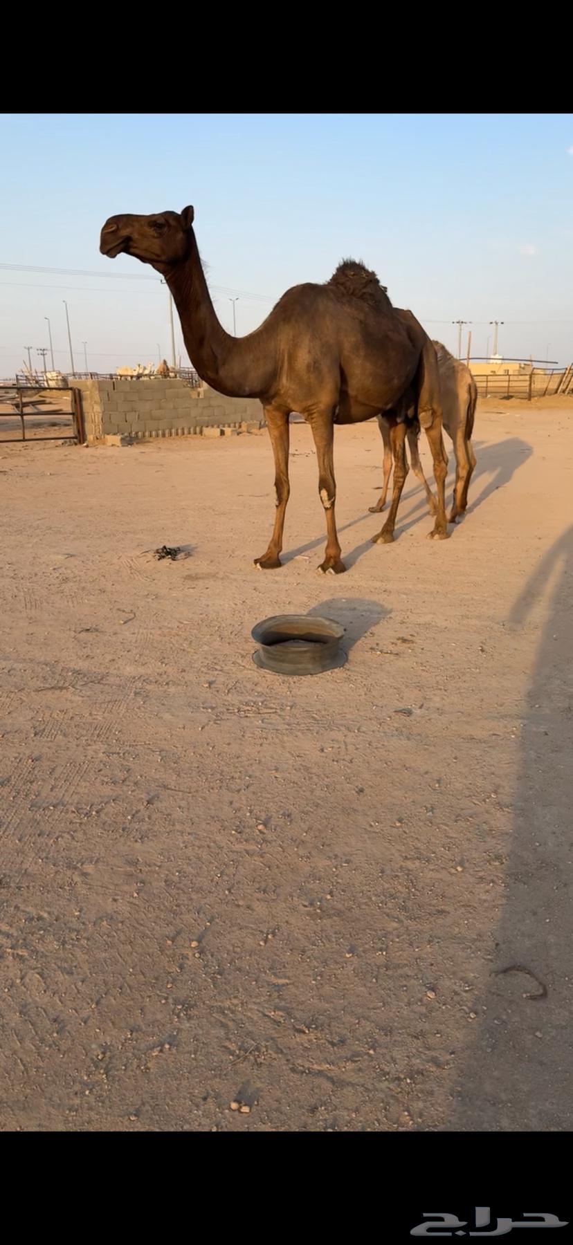 للبيع عشراء كفووو64660548428035113