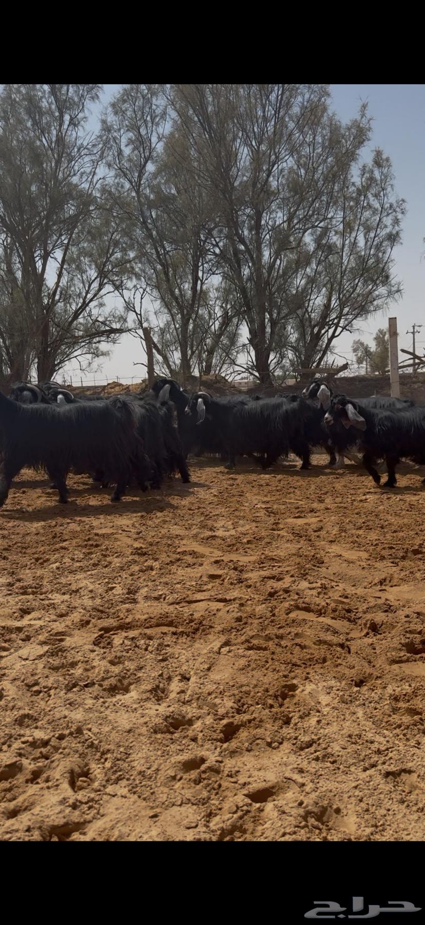 معزا عوارض دفيع وضريع شرط تم البيع64664687498882110