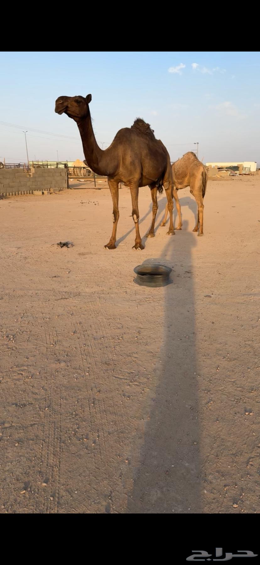 للبيع عشراء كفووو64660548428035114