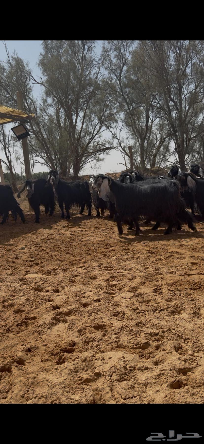 معزا عوارض دفيع وضريع شرط تم البيع64664687498882111