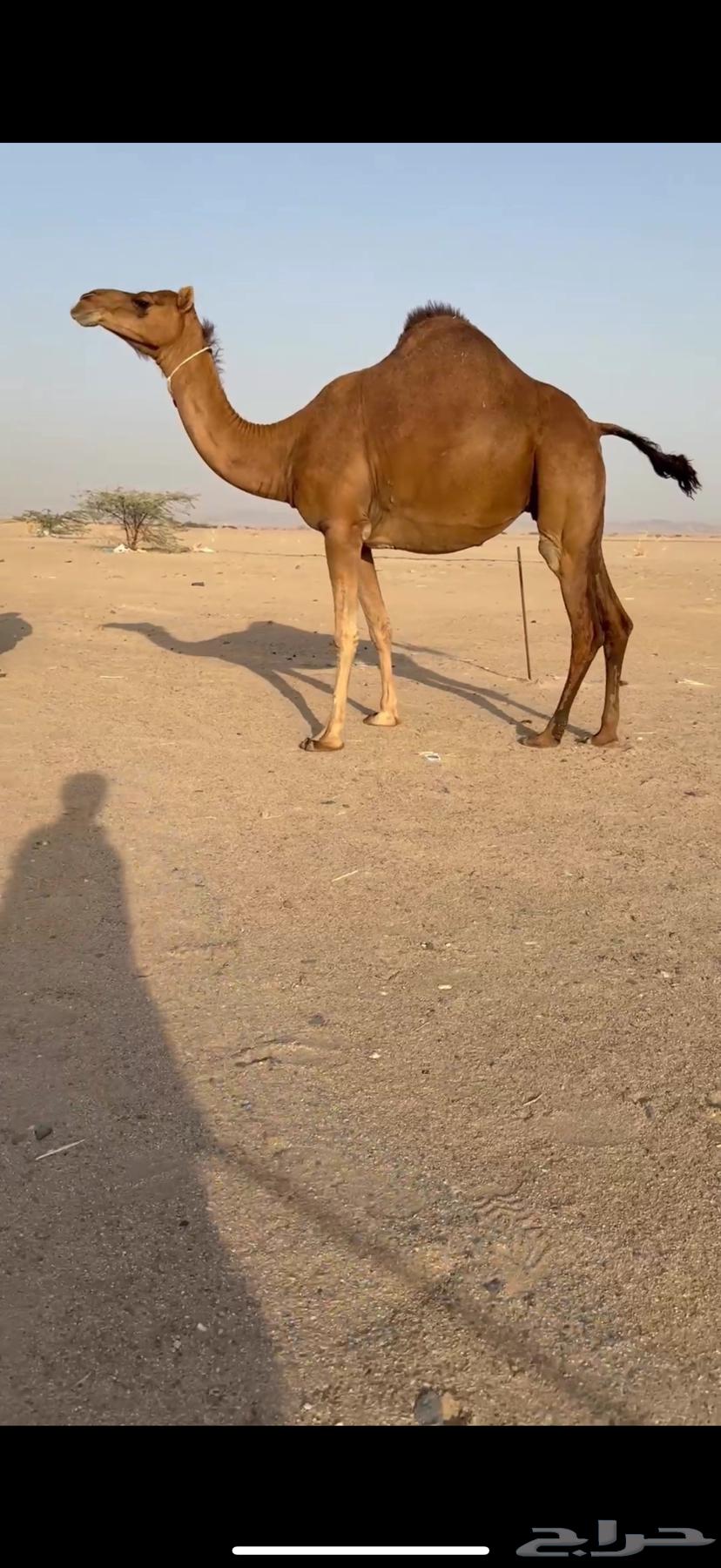 للبيع ناقة ساحلية فردية لقحه64657288324995111