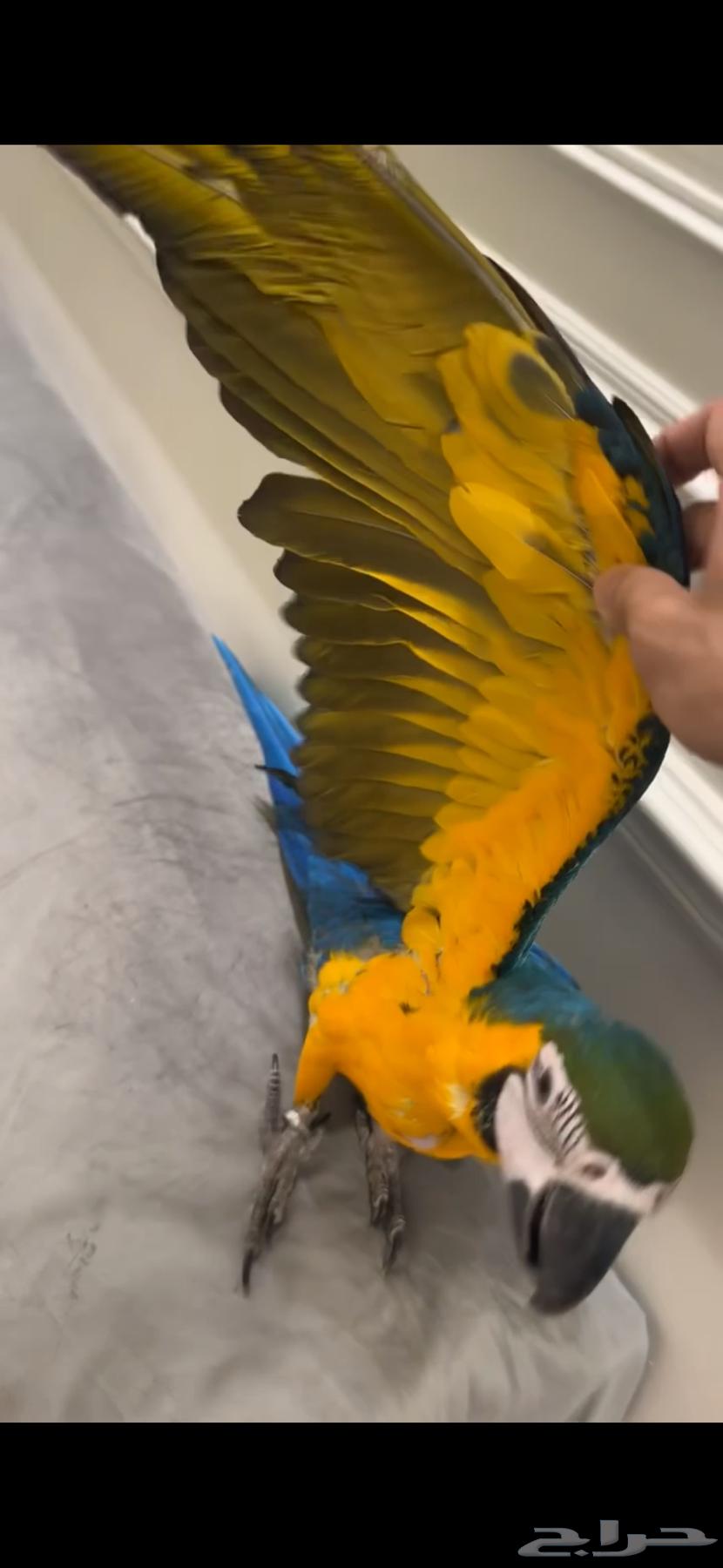 فرخ مكاو انثى محلله64656823219459112