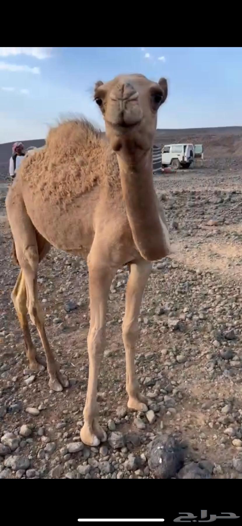 قعود للبيع64664814149378111