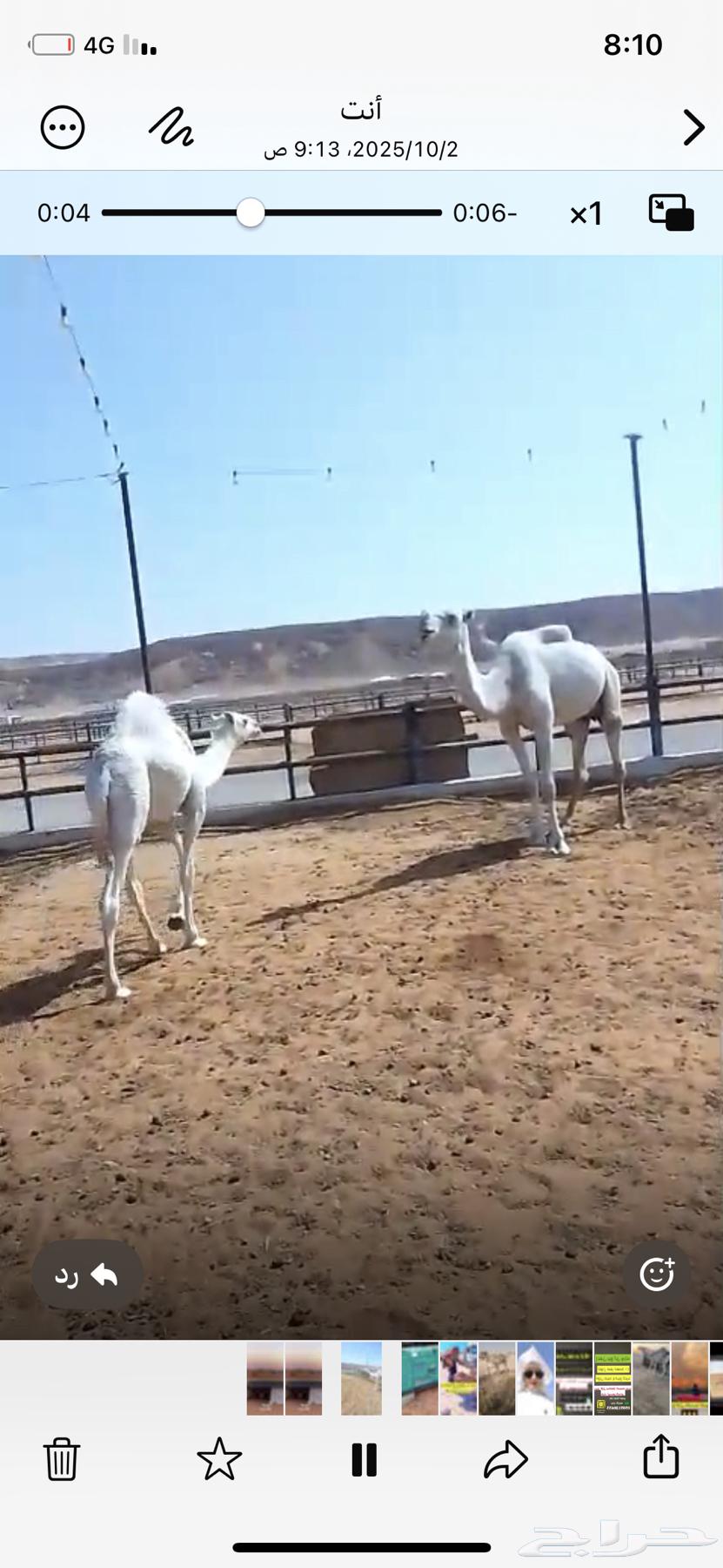 For sale: A female camel and her calf, both standing and fully compliant with all conditions64664435174530110