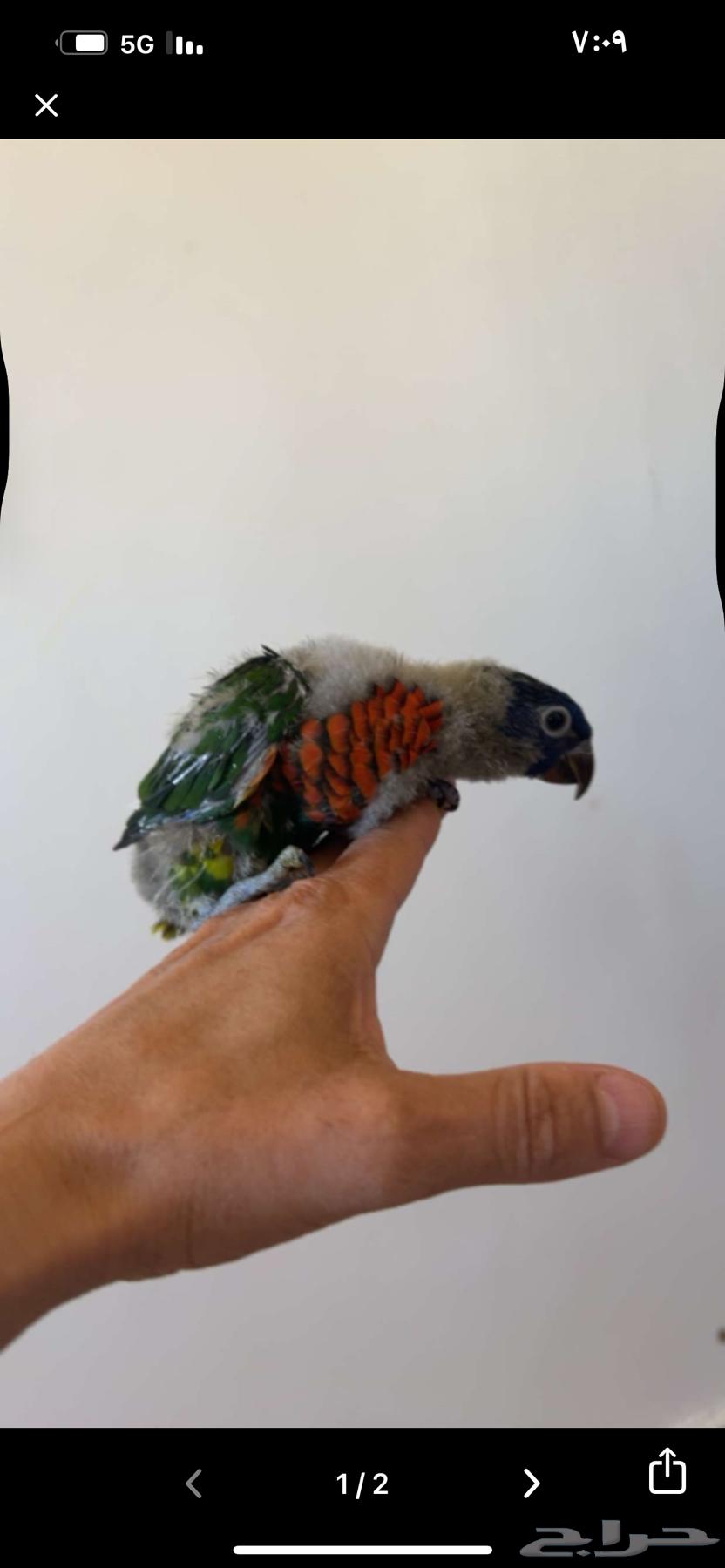 فروخ لوري. غر64656255373058110