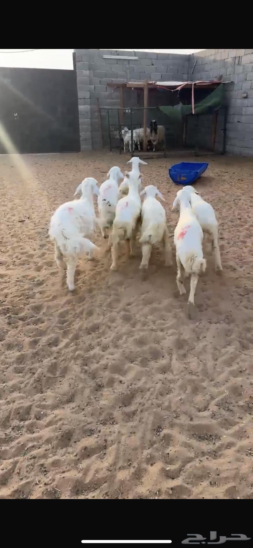 بهم حريات طيبه64656791012355110