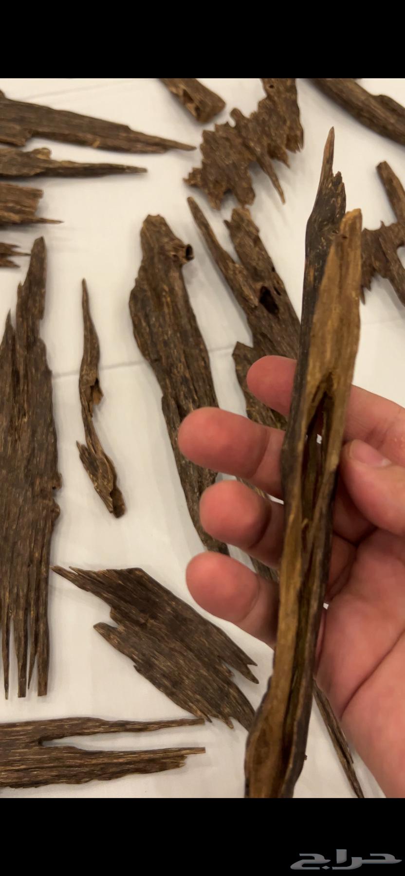 عود هندي تريبورا ( عرض مايتفوت )64656454714625114