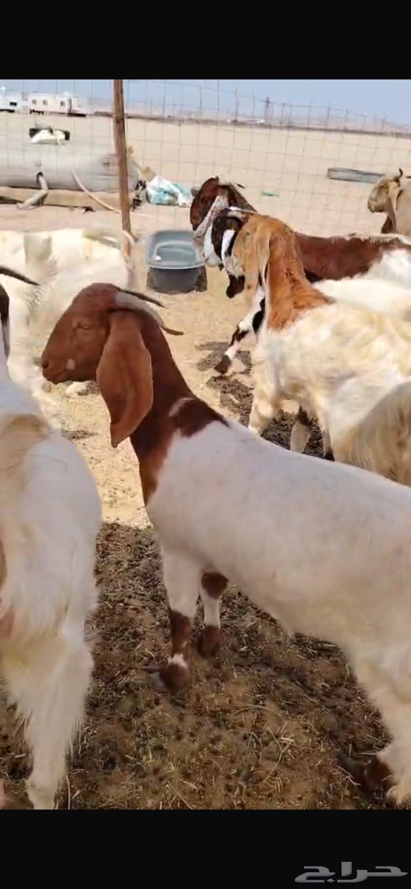 For Sale: Egyptian Jaffar Cattle – Rare Dawe'ee Breed64656904563459110