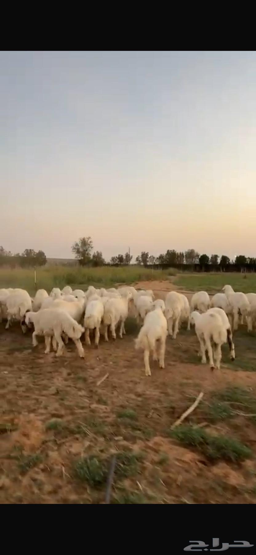 حري للبيع ونجدي ونعيمي64662116283649110