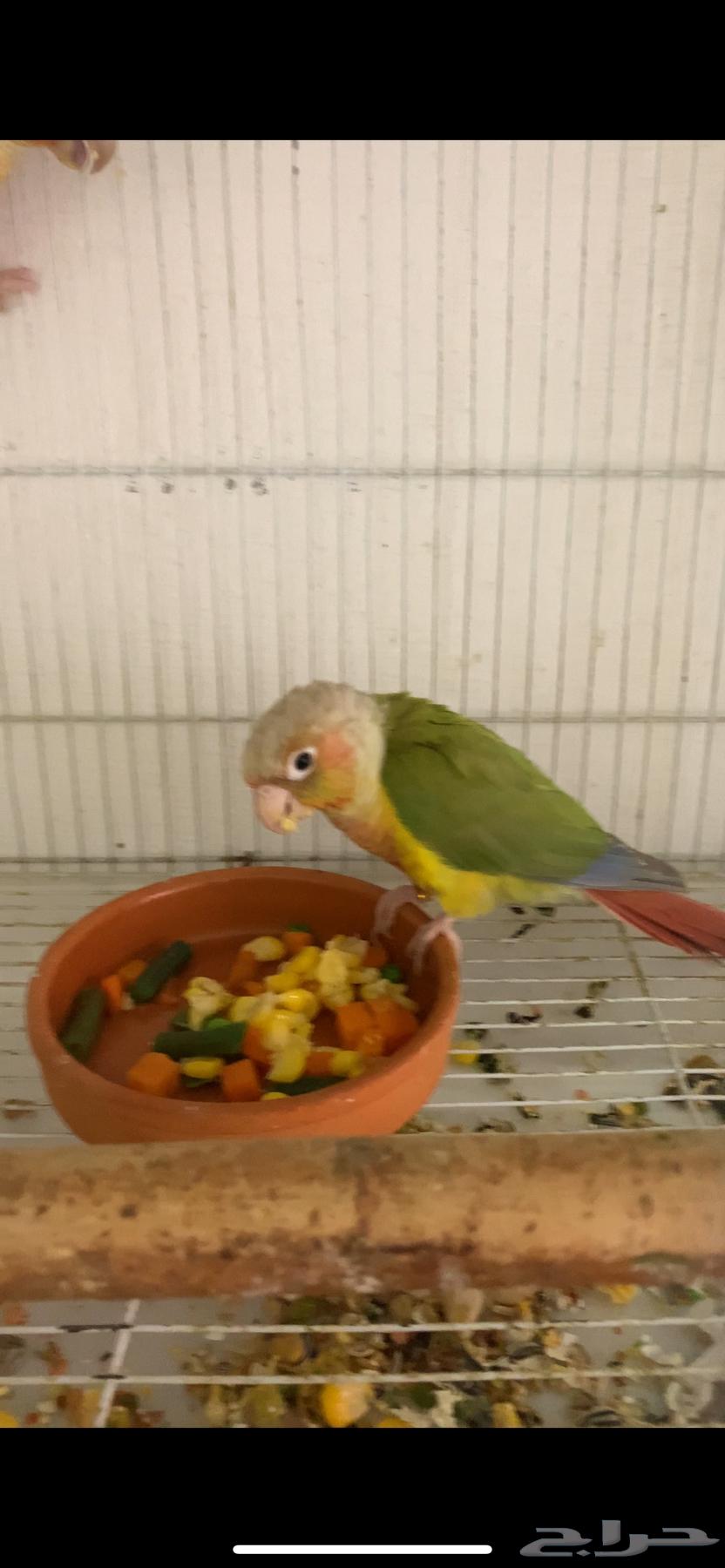 زوج كنيور اناناس رد فاكتور منتج64659714712579110