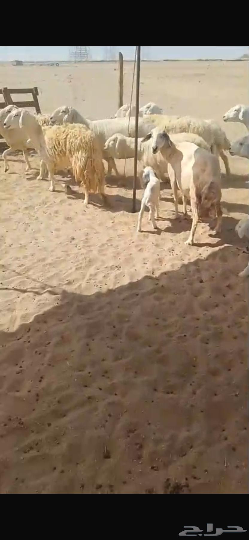 Sheep for Sale: Harayat, Harsh, Newborns, and Dafee' (Sold)64662611380227113