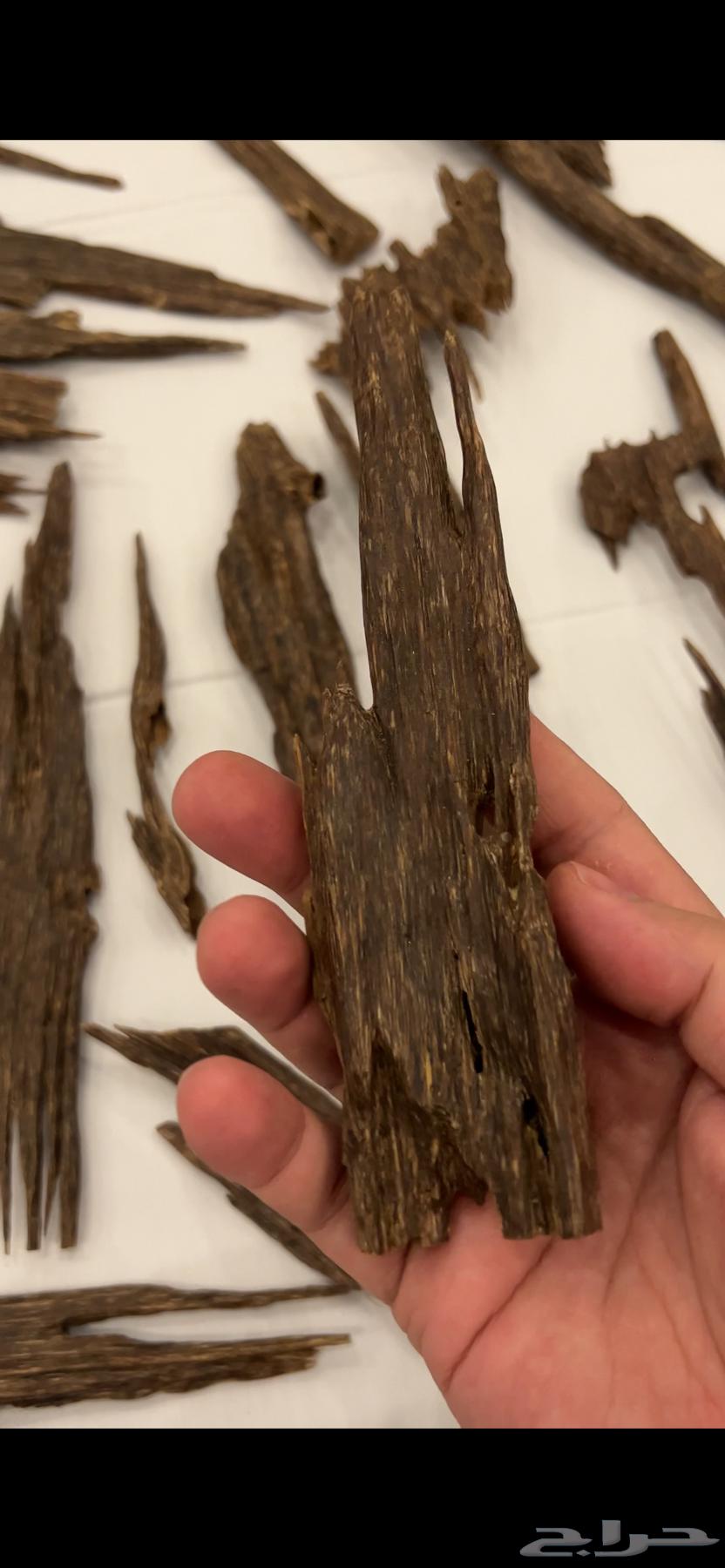 عود هندي تريبورا ( عرض مايتفوت )64656454714625113