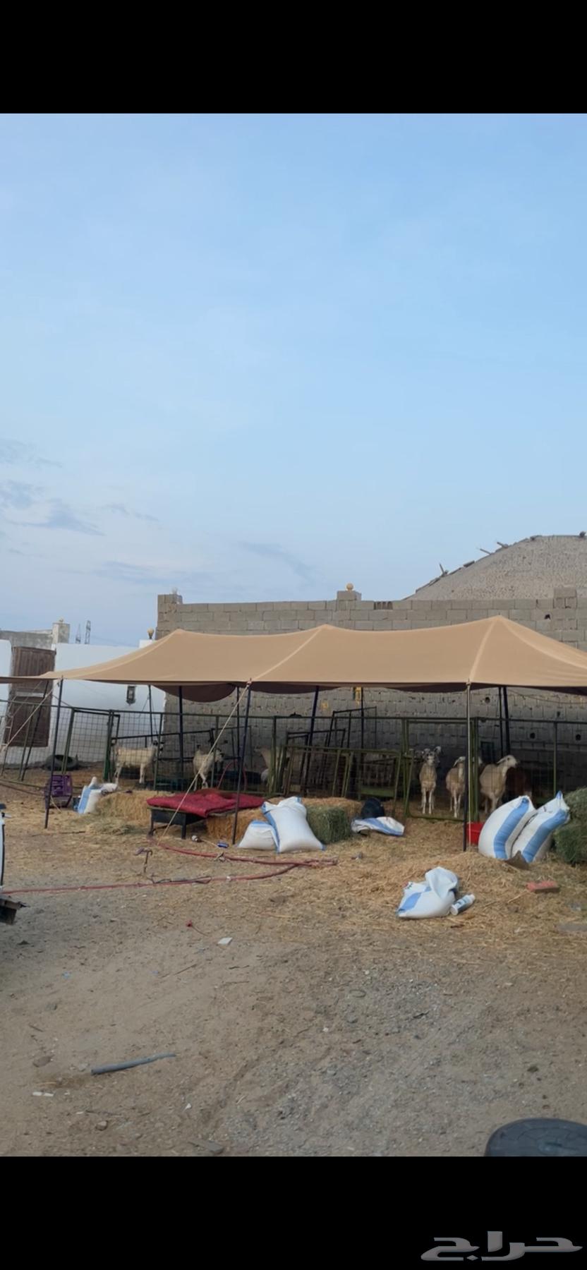 حضائر اغنام جاهزه للايجار شمال جده64659590783617110