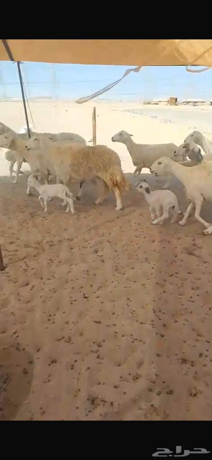 Sheep for Sale: Harayat, Harsh, Newborns, and Dafee' (Sold)64662611380227114