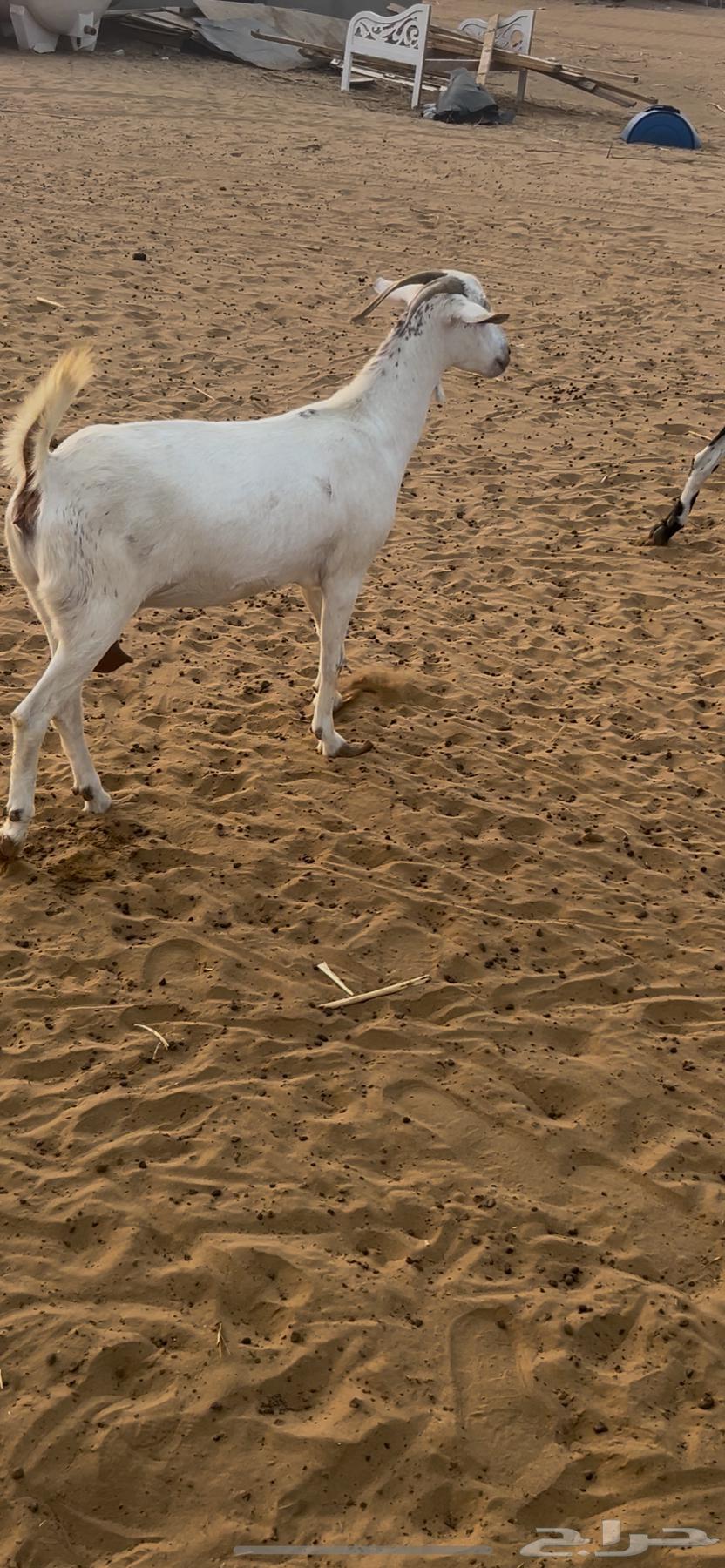 عنز بيشيه فاخره64664763120386111