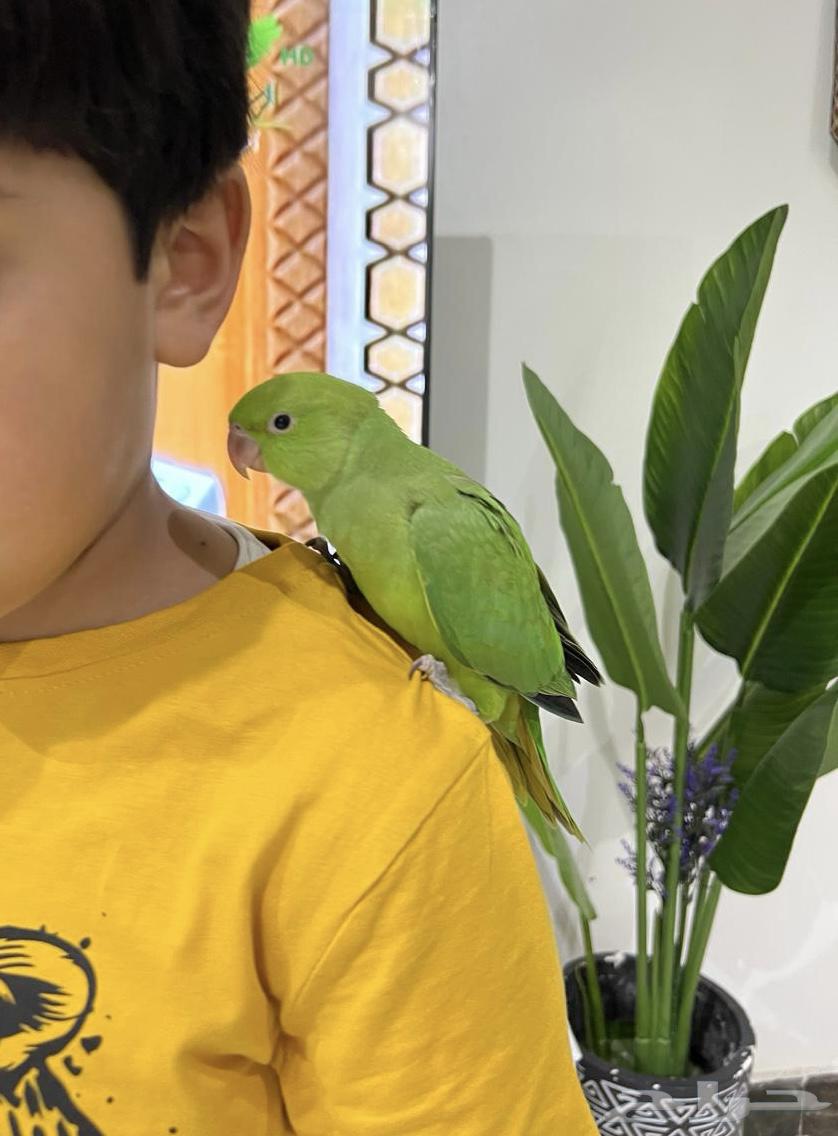 Indian Ringneck Parrot – Tame, Child-Friendly, Healthy, and Clean – Condition Required64664724972803114