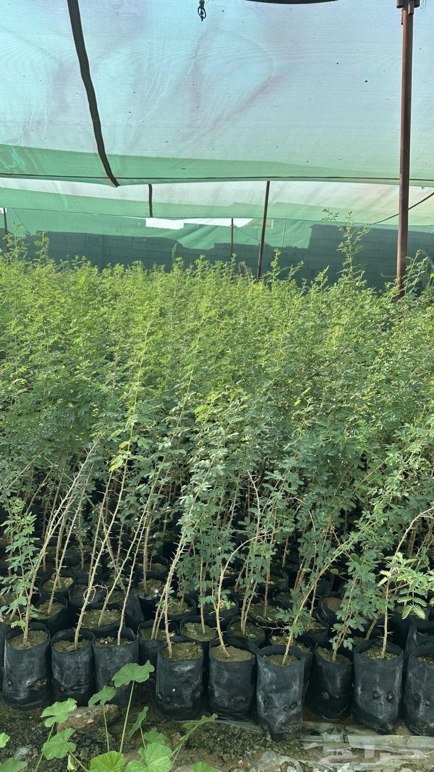 طلح نجدي للبيع64666002982018112