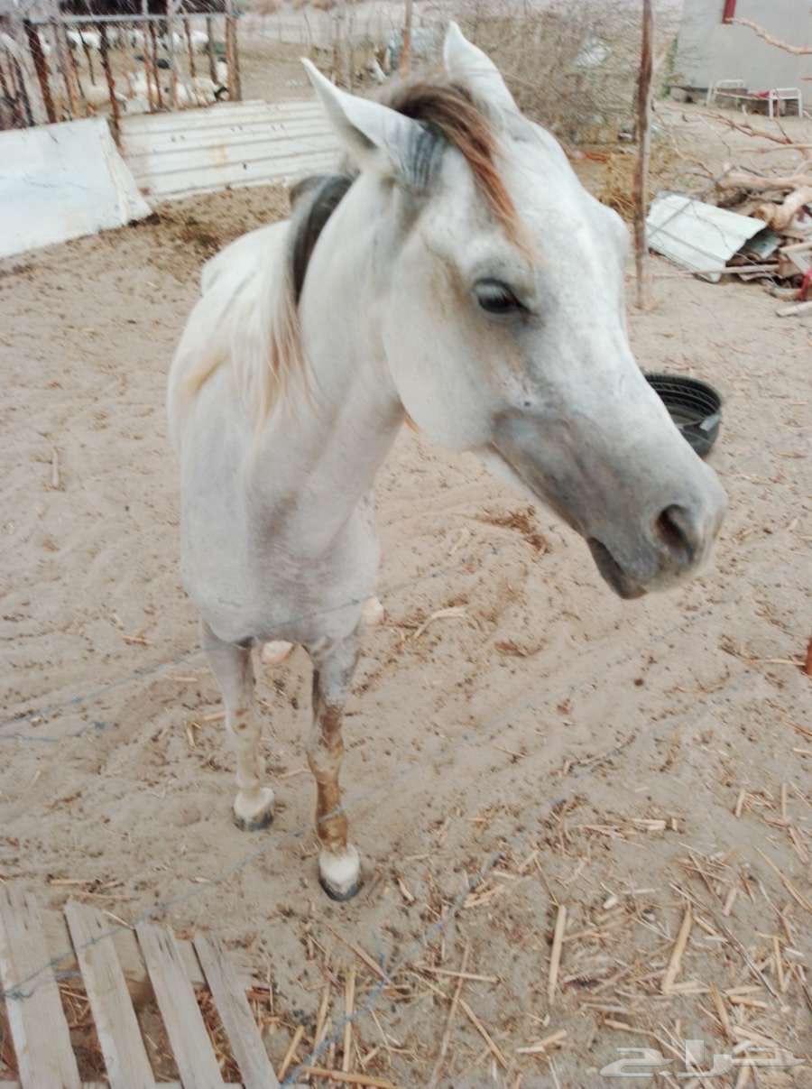 خيل عربي شعبي للبيع64666141730819112