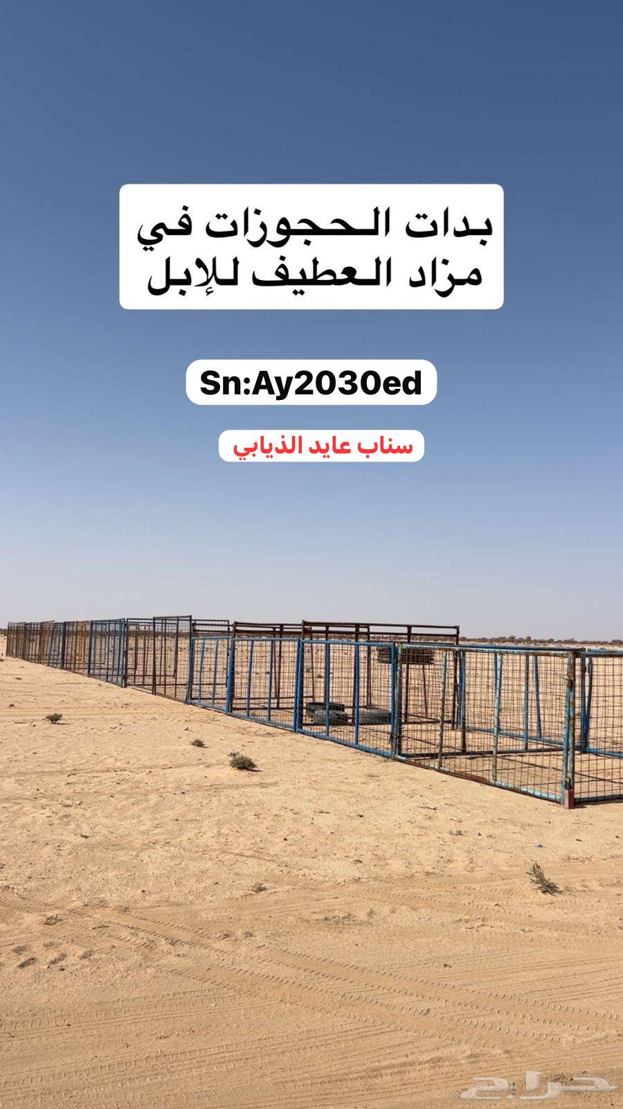 مزاد الابل بالعطيف64657164550019112