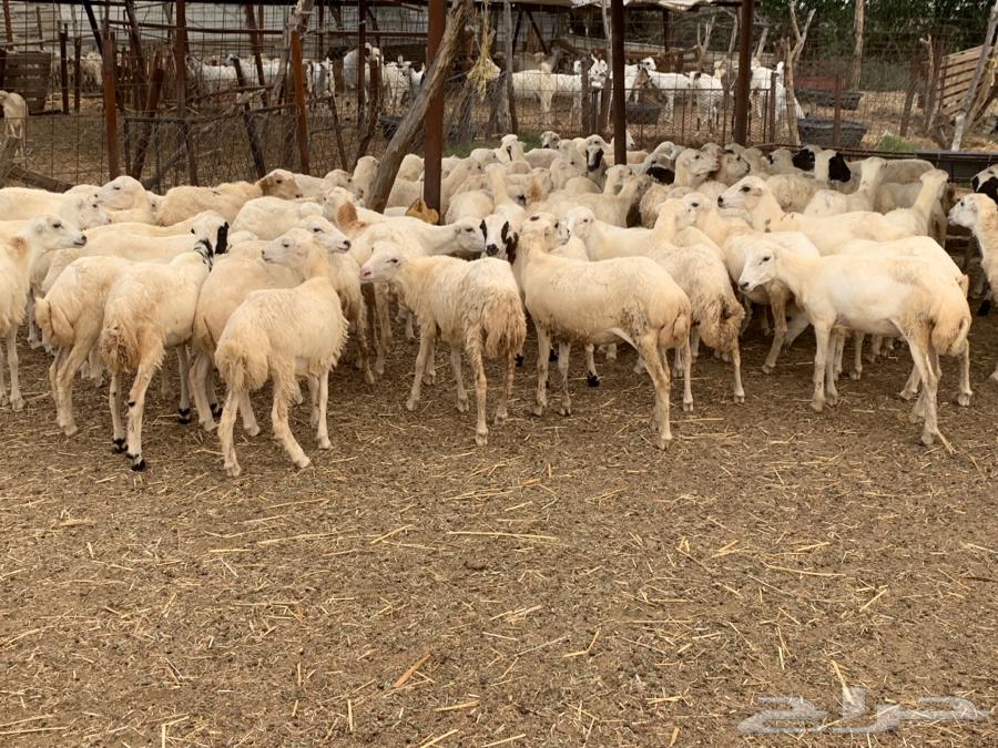 رخال مقاني64659454304515112