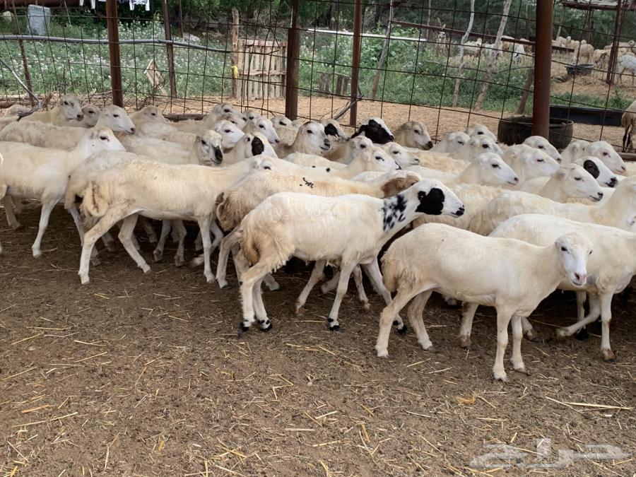 رخال مقاني64659454304515110