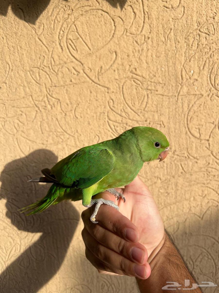 Indian Ringneck Parrot – Tame, Child-Friendly, Healthy, and Clean – Condition Required64664724972803110