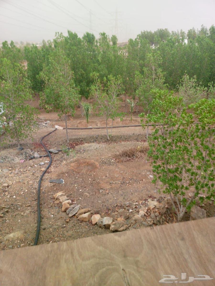 Nursery for rent in Jeddah, Marikh, with a well and available water64149646268417111