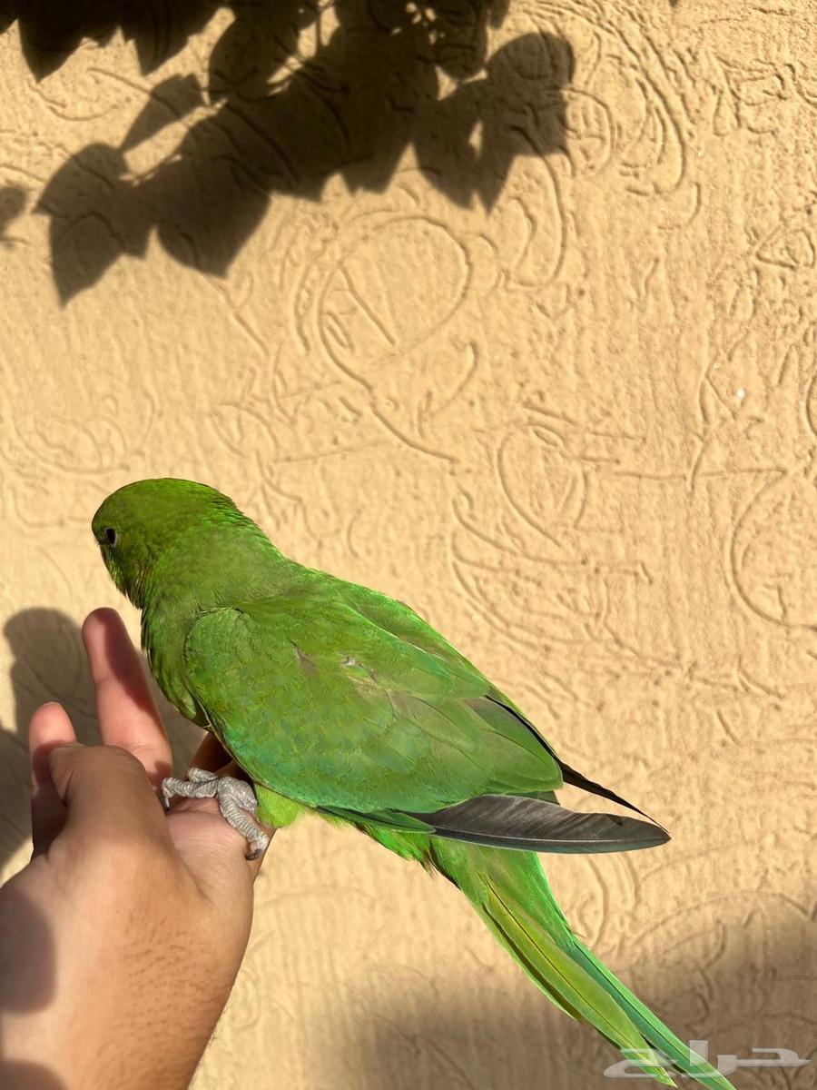 Indian Ringneck Parrot – Tame, Child-Friendly, Healthy, and Clean – Condition Required64664724972803112