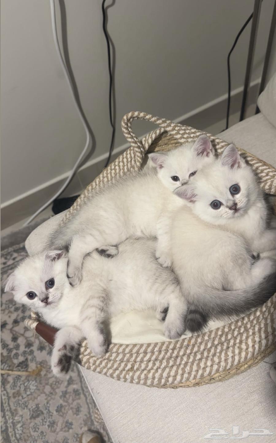 قطط للبيع64666470440706113