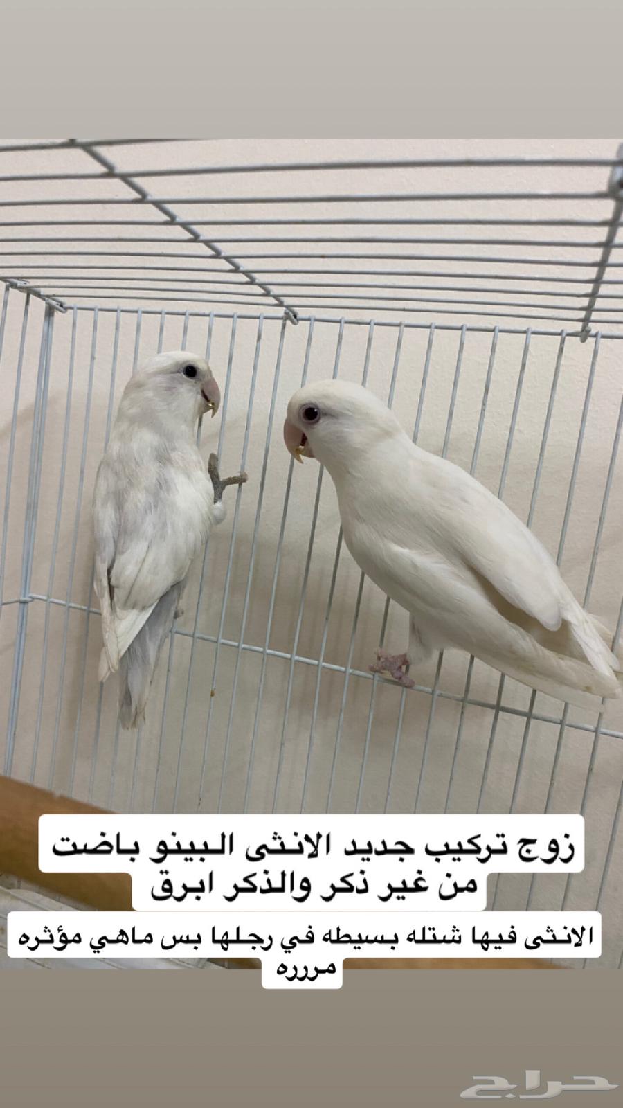 اجواز روز الجوز 250ريال جمله64658449919617113